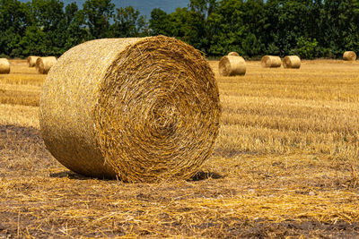 Hay bales on field