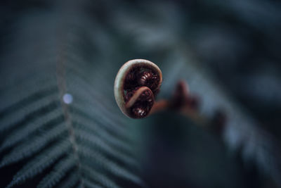 Close-up of plant