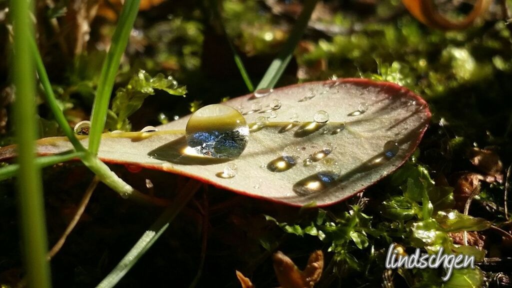 close-up, growth, plant, focus on foreground, nature, selective focus, green color, day, beauty in nature, outdoors, no people, grass, green, growing, tranquility, natural pattern