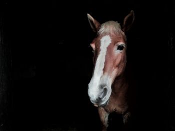 Close-up portrait of a horse