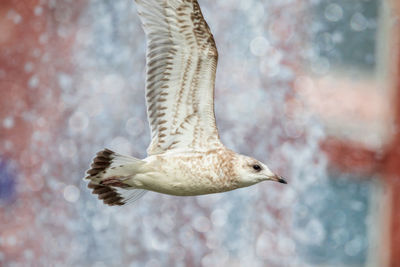 Close-up of seagull flying against fountain