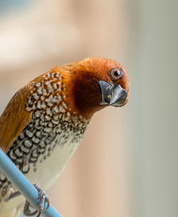 Close up of scaly breasted munia bird on white background with empty space