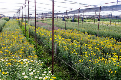 Yellow flowers growing in field