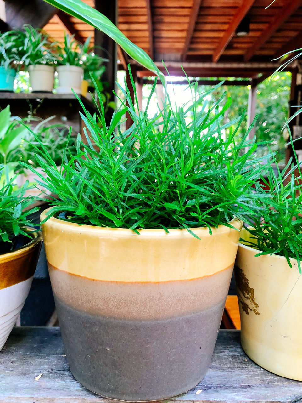 POTTED PLANT ON TABLE