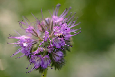 Close-up of purple flowering plant