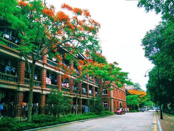 Road along trees in city