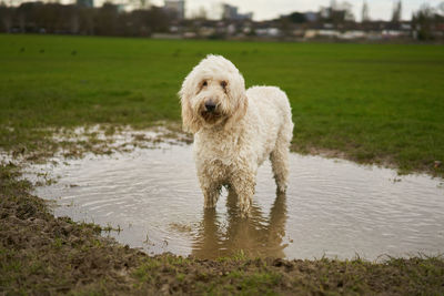 Portrait of dog in water