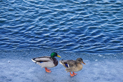 High angle view of mallard ducks swimming in lake