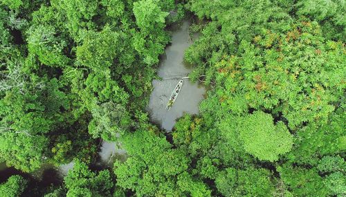 High angle view of trees in forest