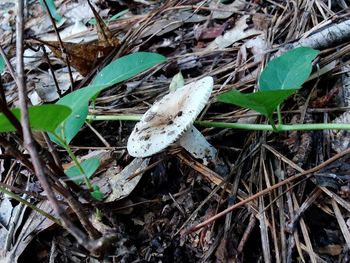 High angle view of dry leaves on field