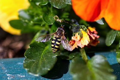 Close-up of butterfly pollinating on flower