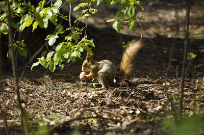 Squirrel on land in forest