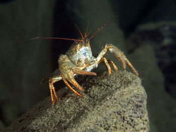 Close-up of insect on rock