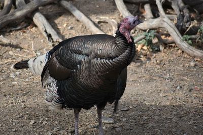 Close-up of bird on field