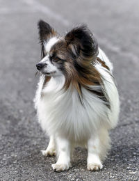 Dog standing on road