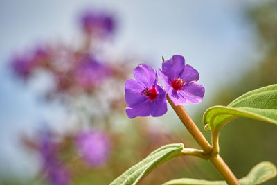 Close-up of pink flowering plant