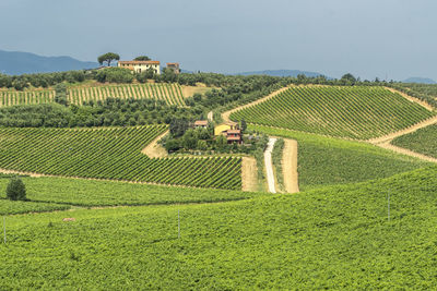 Scenic view of agricultural field against sky