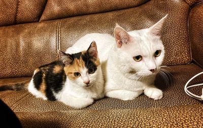 Portrait of cats on sofa