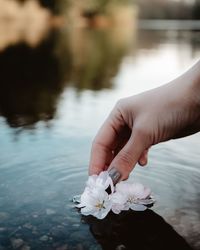 Cropped hand holding flower at lake