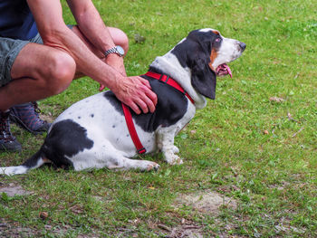 Portrait of dogs on grassy field