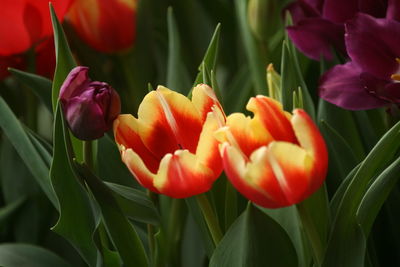 Close-up of red tulips