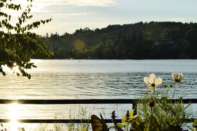 Scenic view of lake by trees against sky