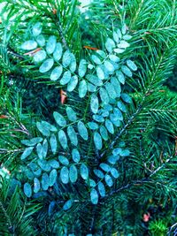 Full frame shot of pine tree