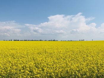 Scenic view of oilseed rape field against sky