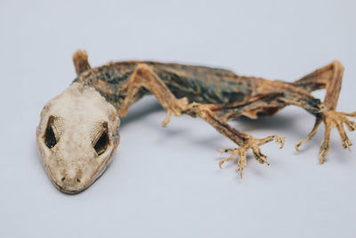 Close-up of insect over white background