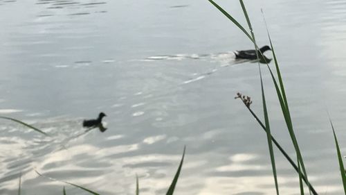 High angle view of bird in lake