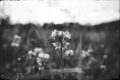 Close-up of white flowers