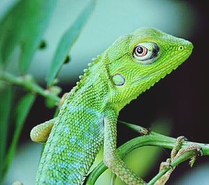 Close-up of lizard on leaf