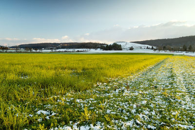 Scenic view of yellow flower field against sky