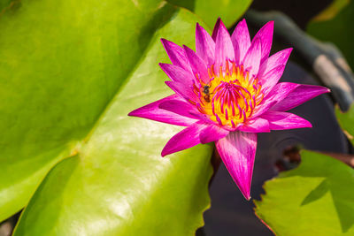 Close-up of pink lotus water lily