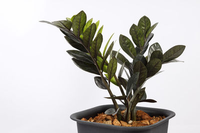 Close-up of potted plant against white background