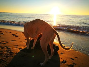 Elephant on beach against sky during sunset