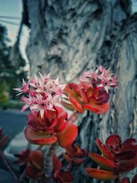 Close-up of red flowers