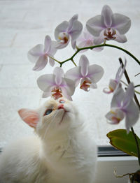 Close-up of white cat with flowers