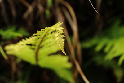 Close-up of fern leaves