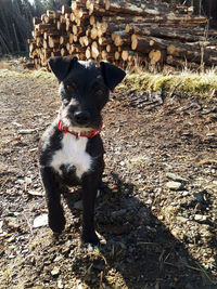 Portrait of black dog on land