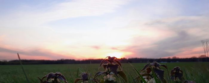 People on field against sky during sunset