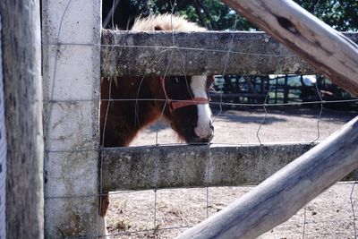 Close-up of horse by tree