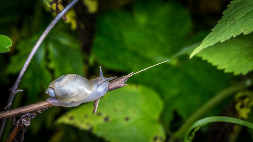 Close-up of snail on plant