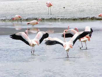 Birds in water