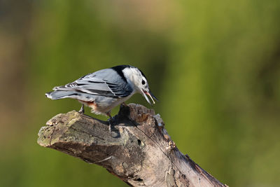 Close-up of bird perching on white background