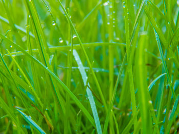 Full frame shot of water on plant