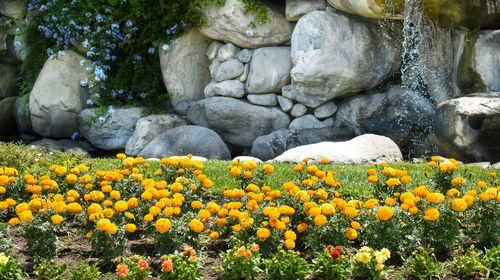Yellow flowering plants by rocks