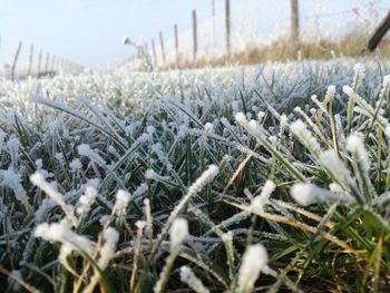 Close-up of snow on field