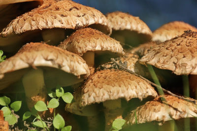 Close-up of mushroom growing on field