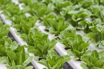 Vegetables growing in greenhouse